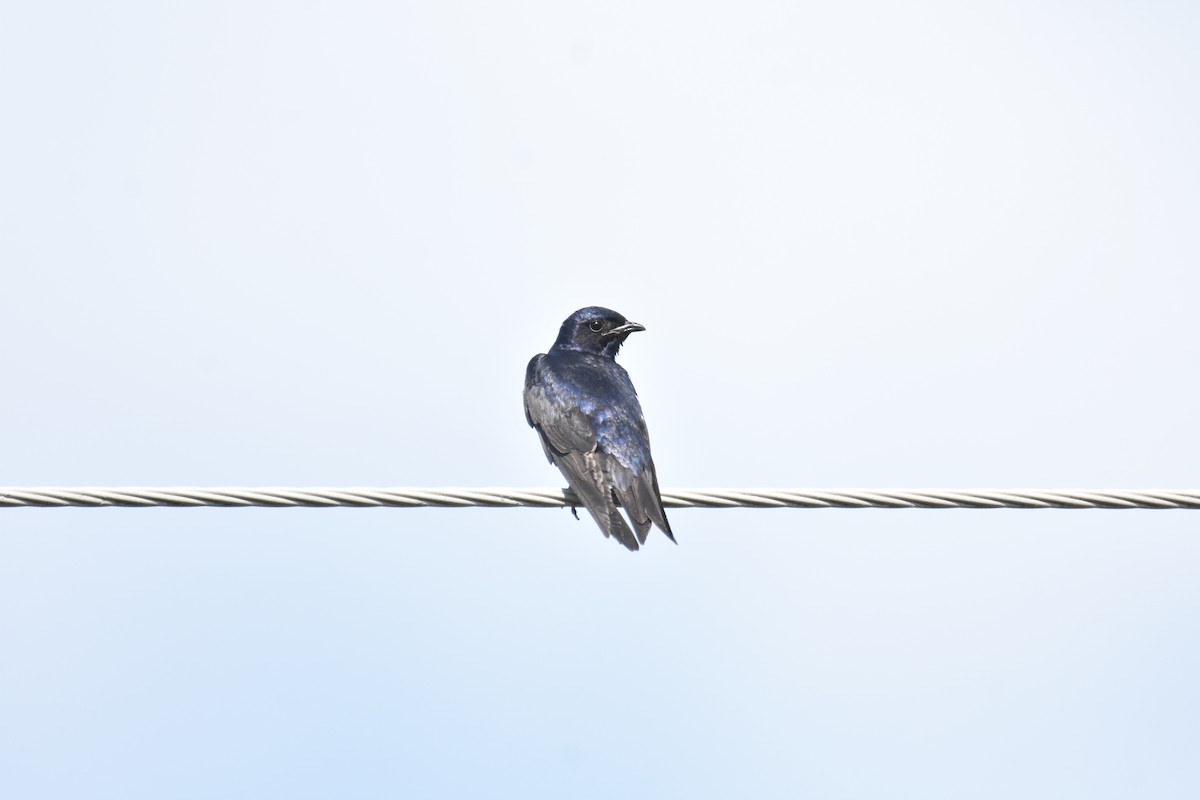Purple Martin - ML622554521