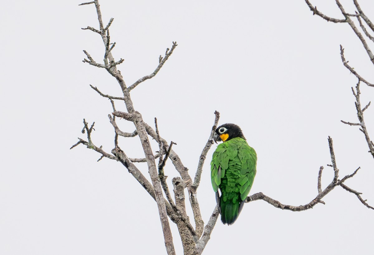 Orange-cheeked Parrot - ML622554522