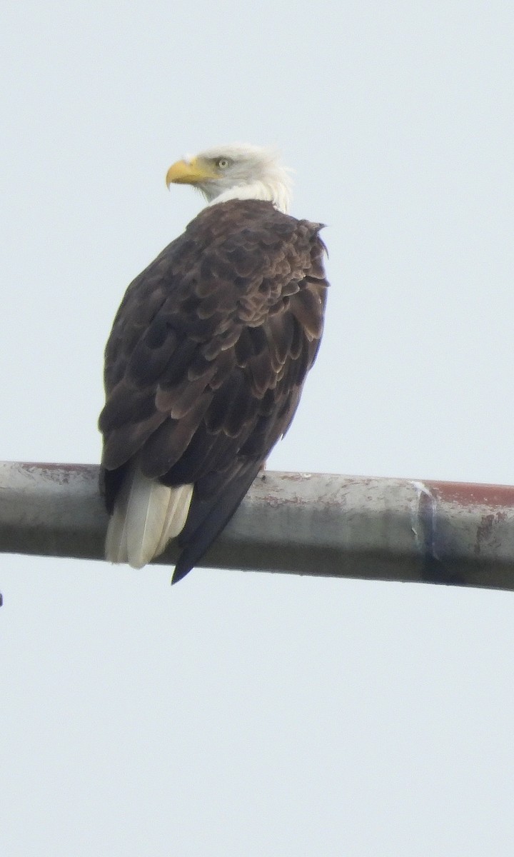 Bald Eagle - ML622554526