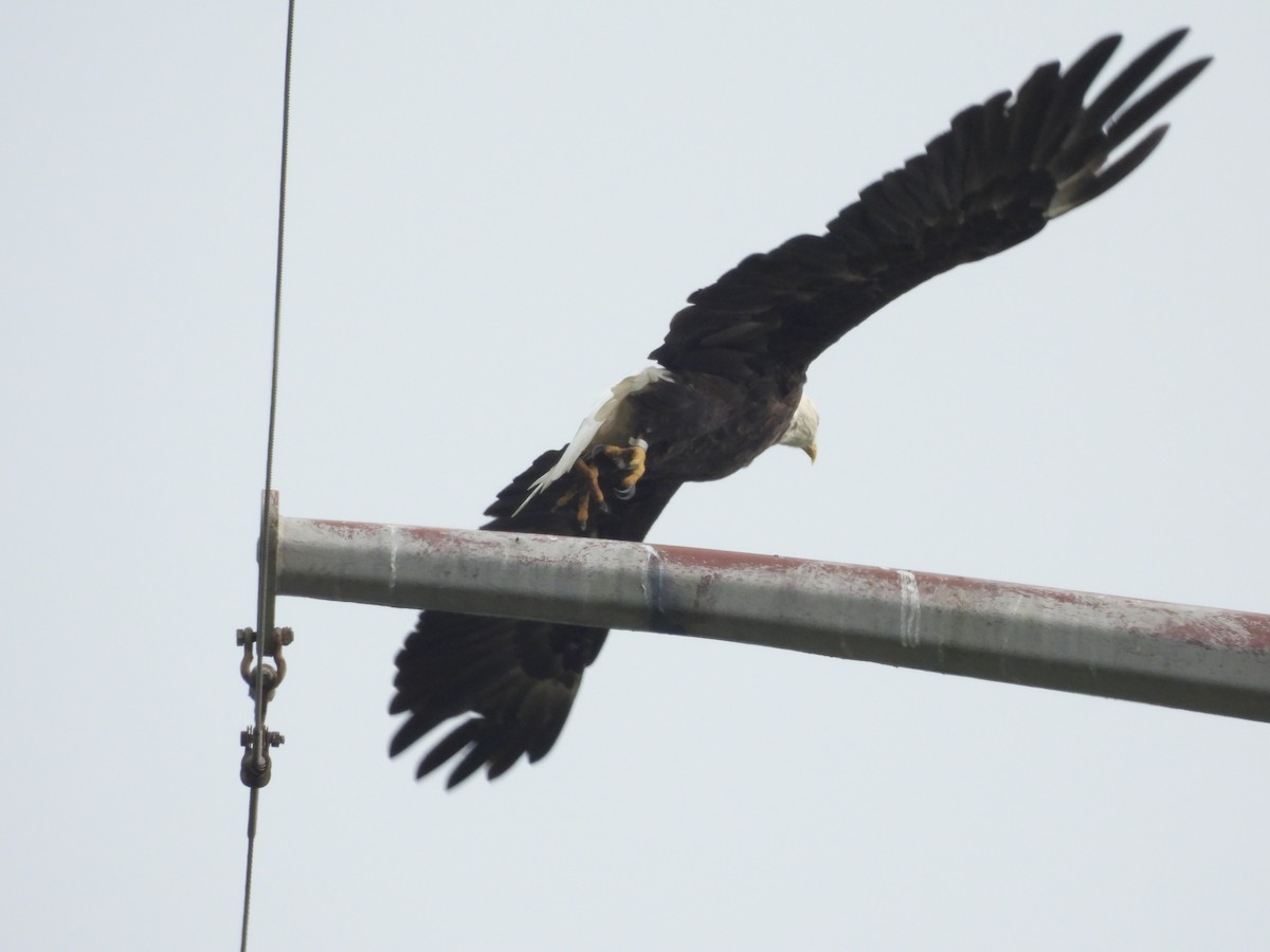 Bald Eagle - ML622554533