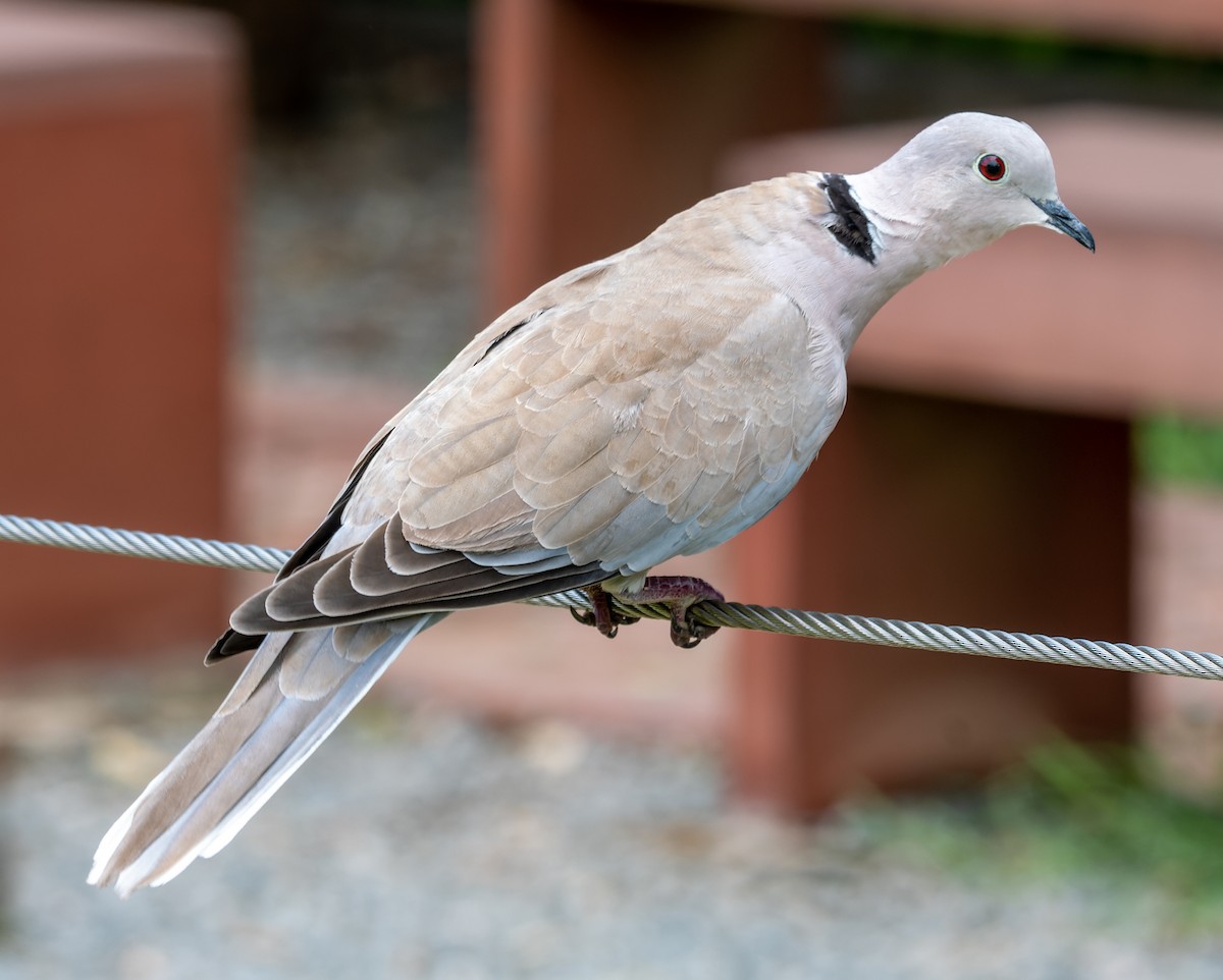 Буулгат хүүрзгэнэ - ML622554545