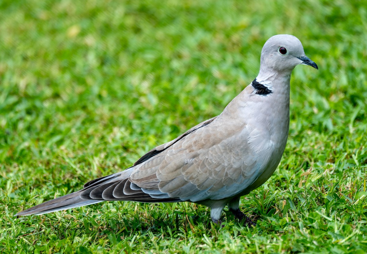 Буулгат хүүрзгэнэ - ML622554546