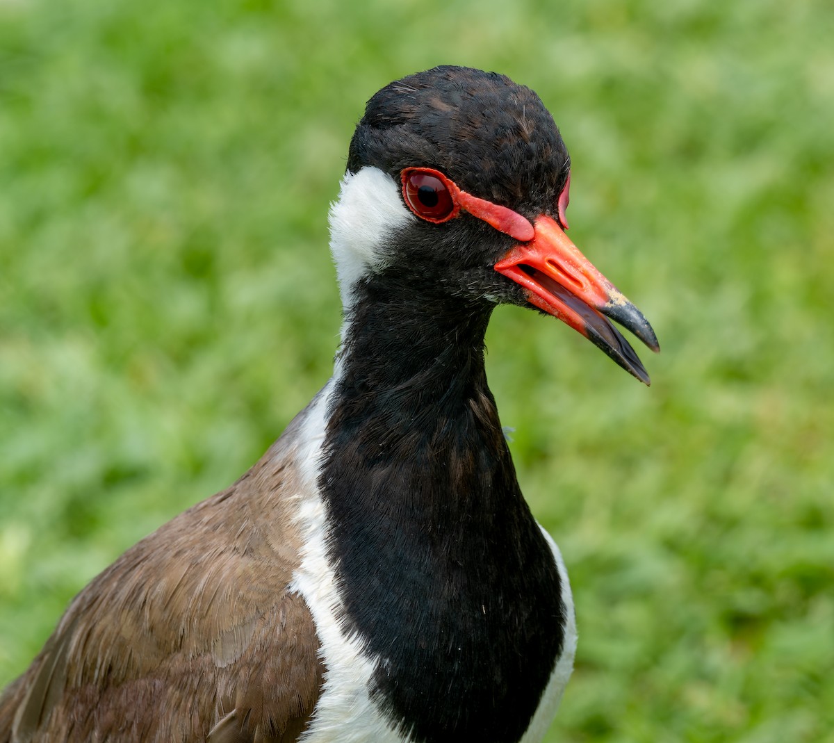 Red-wattled Lapwing - ML622554557