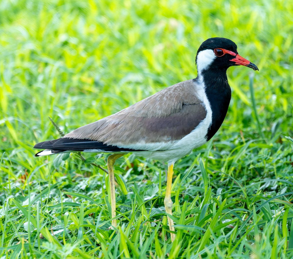 Red-wattled Lapwing - ML622554558