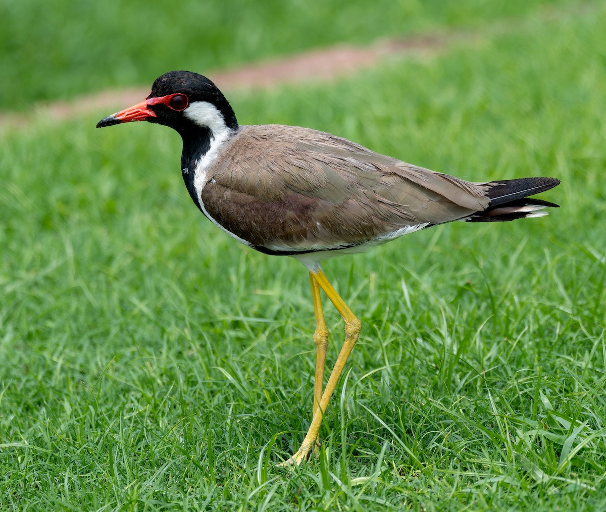Red-wattled Lapwing - ML622554559
