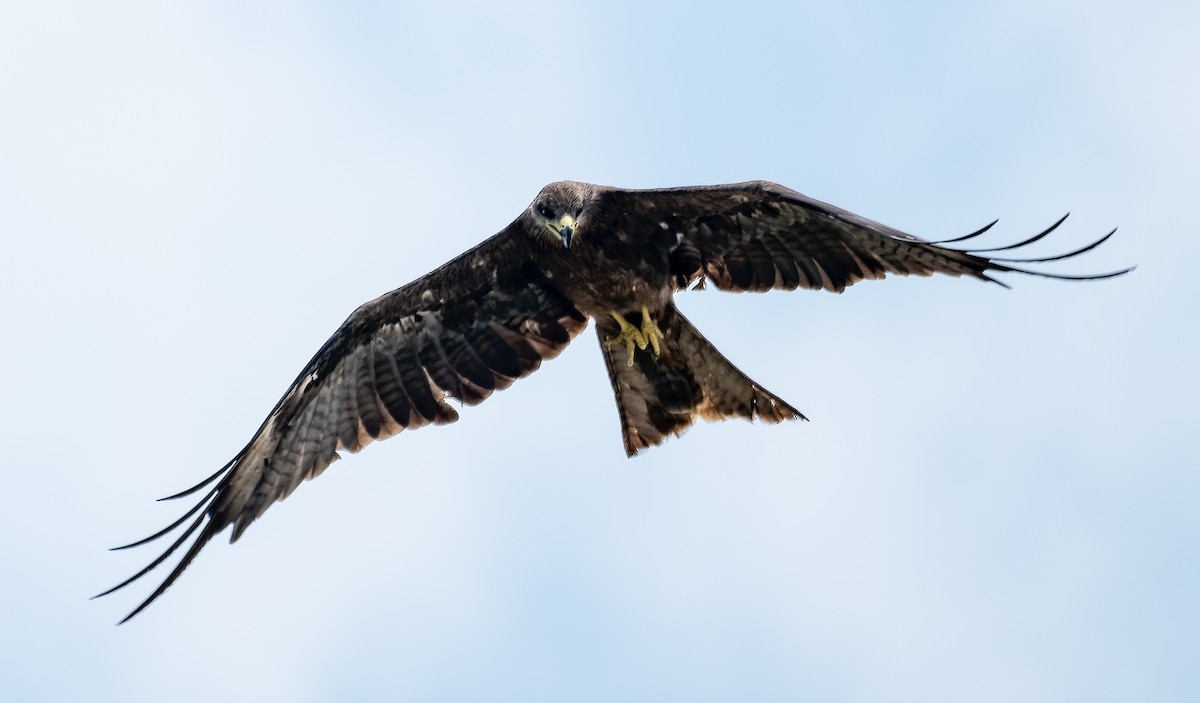 Сохор элээ - ML622554562