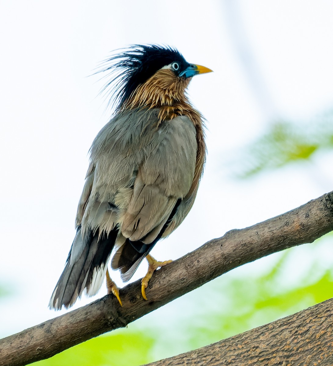 Brahminy Starling - ML622554565