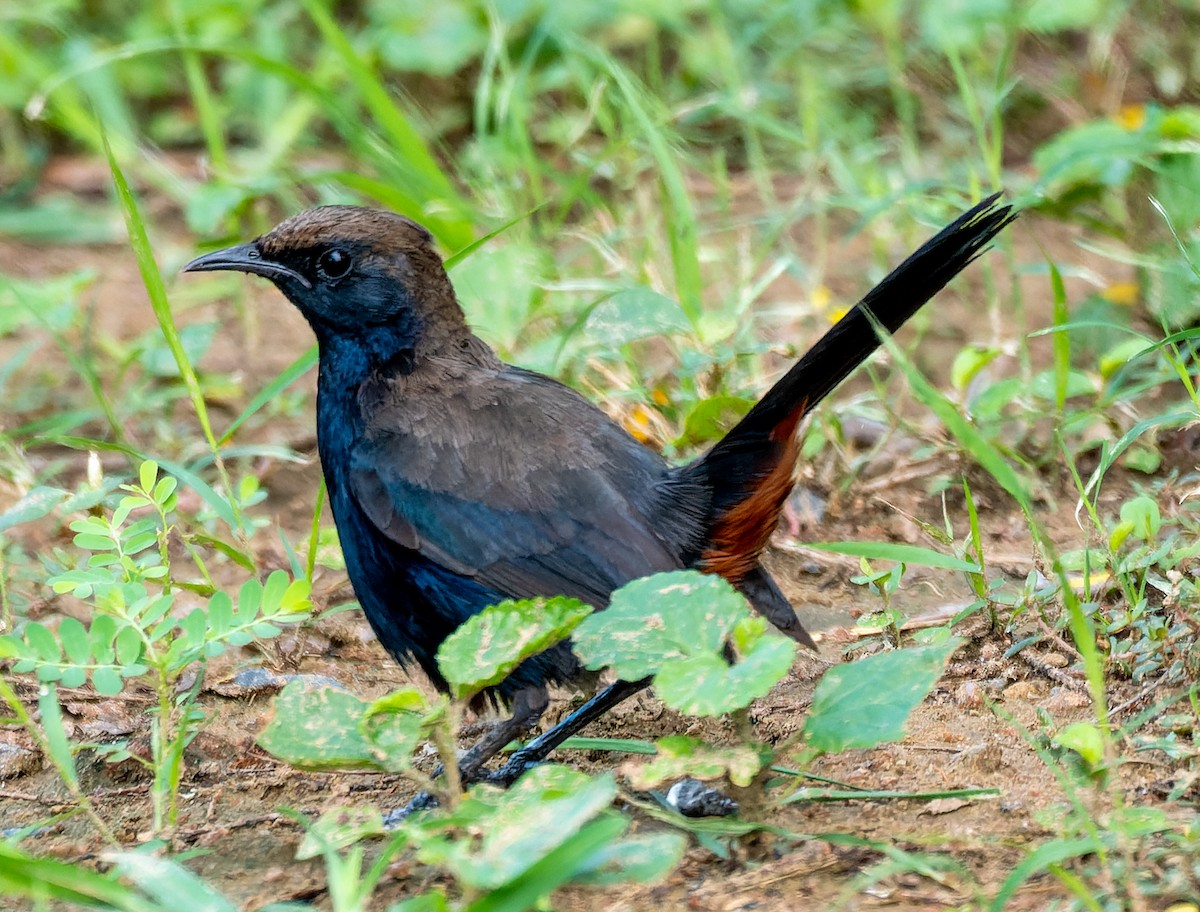 Indian Robin - ML622554571