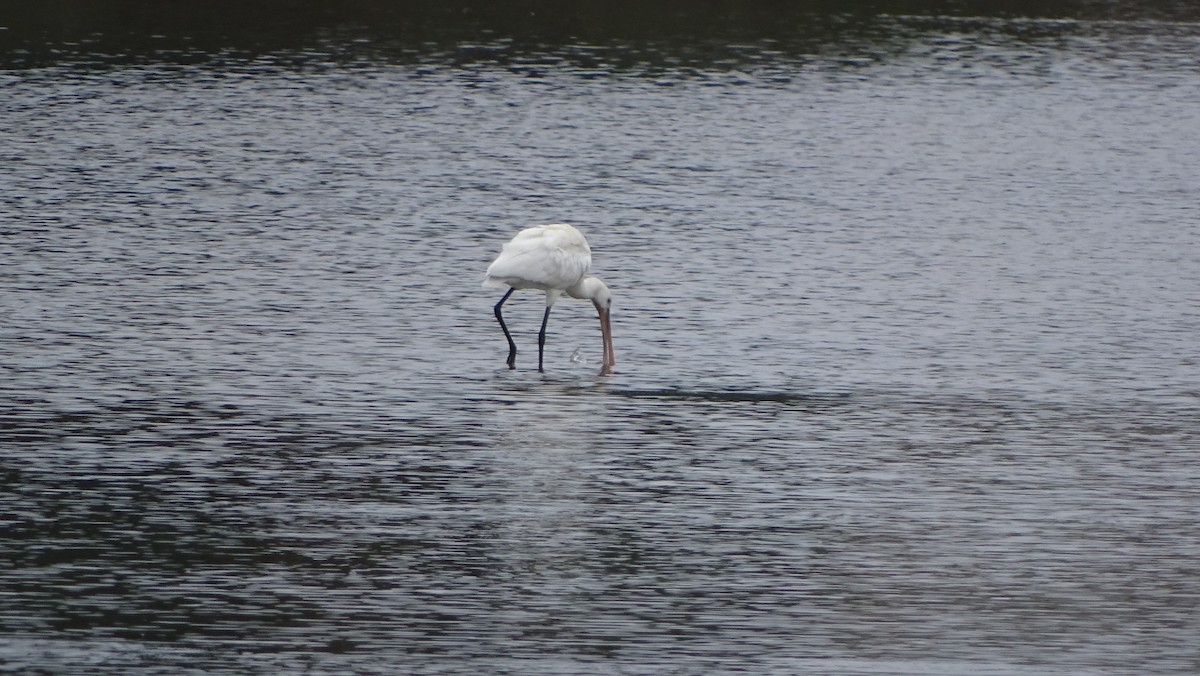 Eurasian Spoonbill - ML622554575