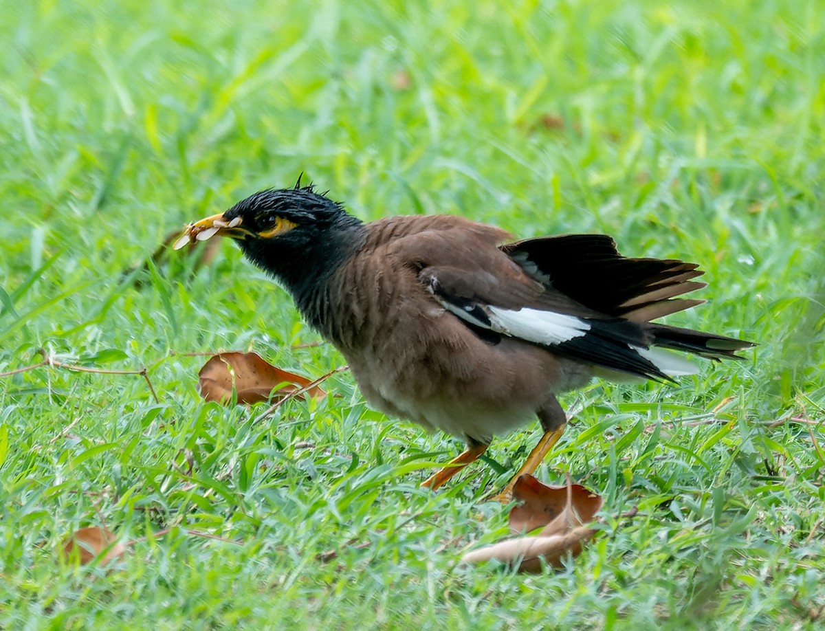 Тольт бор тодол - ML622554577