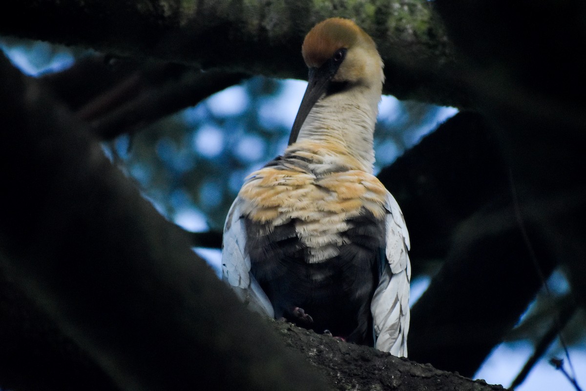 patagoniaibis - ML622554595