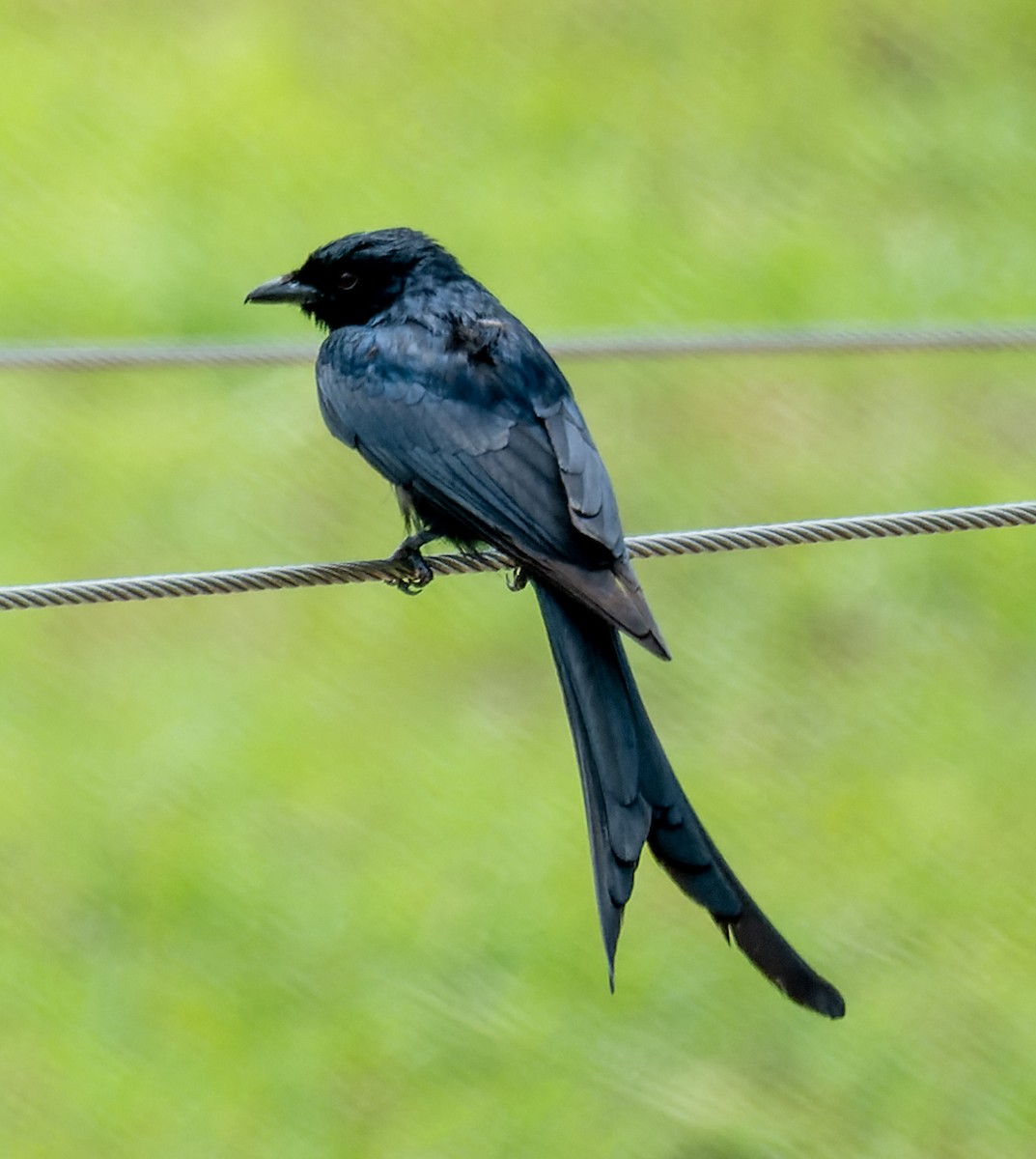 Хар доронго - ML622554596