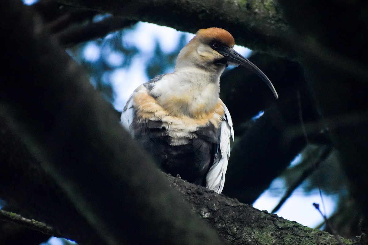 patagoniaibis - ML622554598