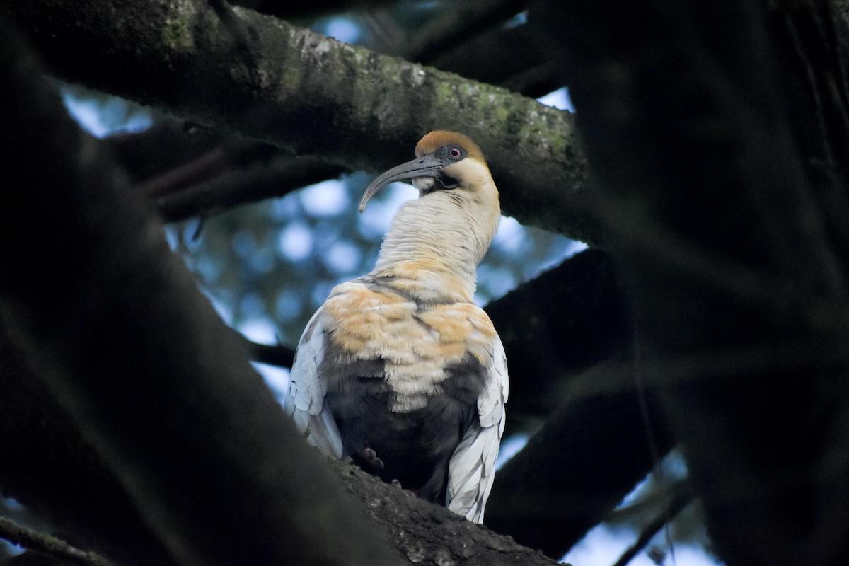 patagoniaibis - ML622554601
