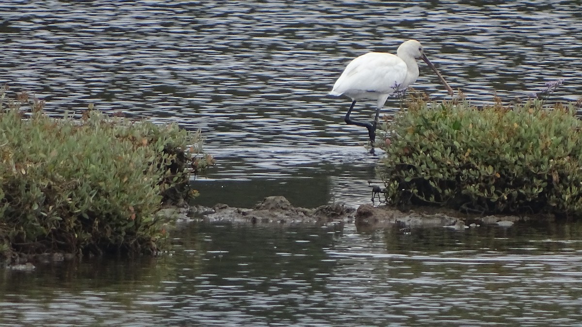 Eurasian Spoonbill - ML622554605