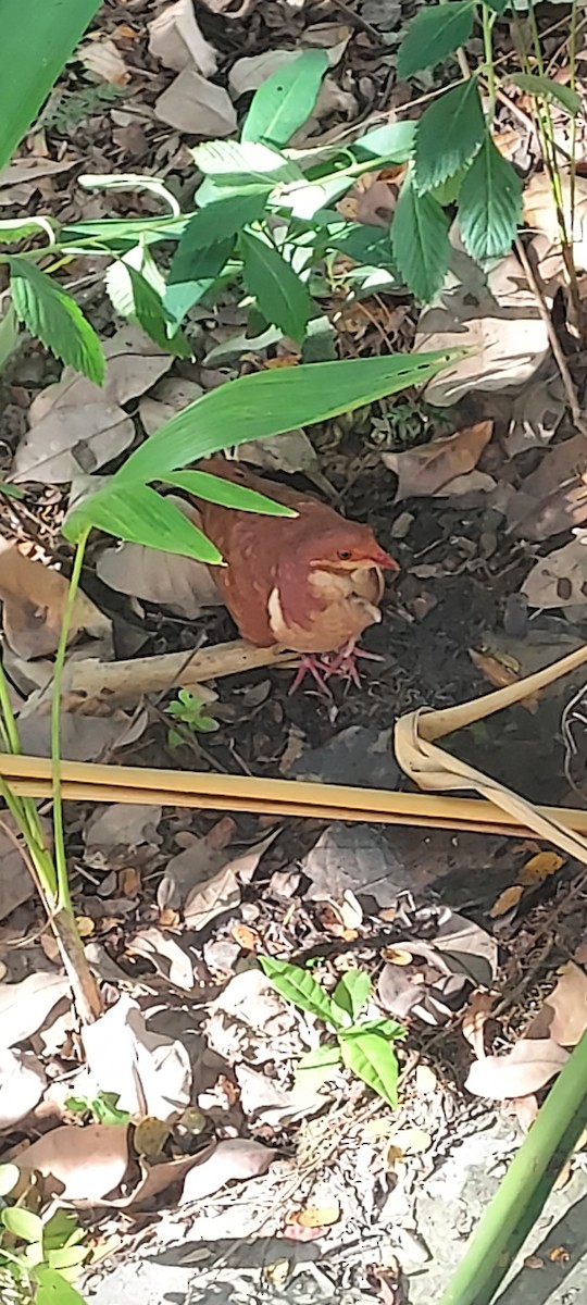 Colombe rouviolette - ML622554608