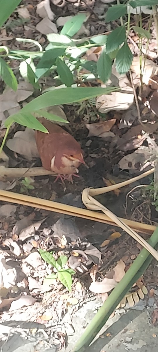 Colombe rouviolette - ML622554609