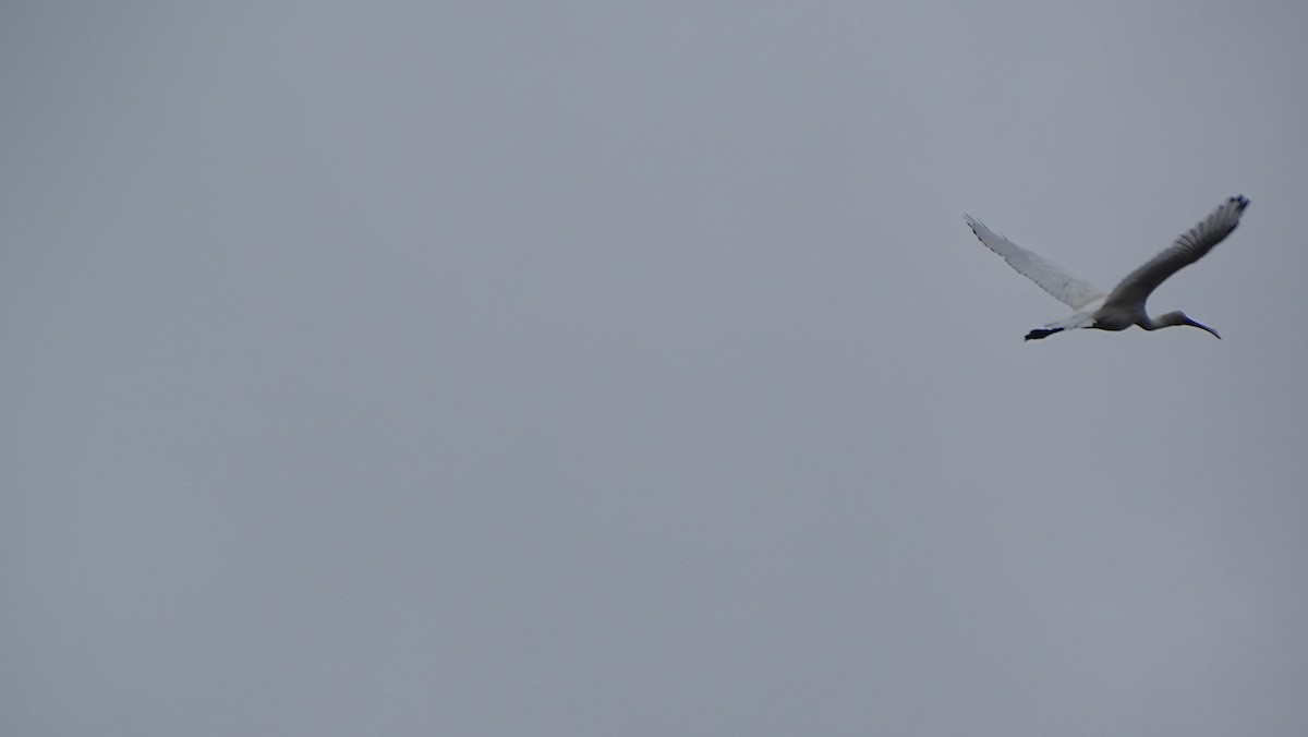 Eurasian Spoonbill - ML622554622