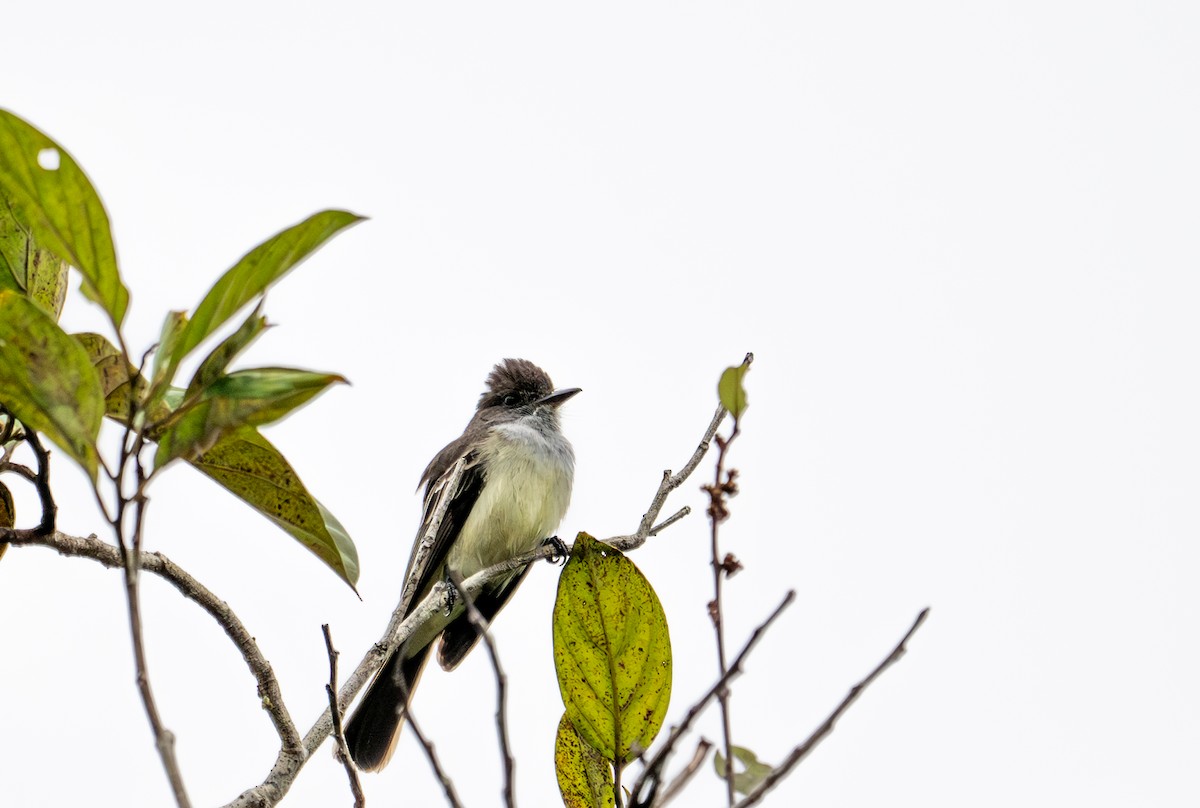 Swainson's Flycatcher - ML622554777