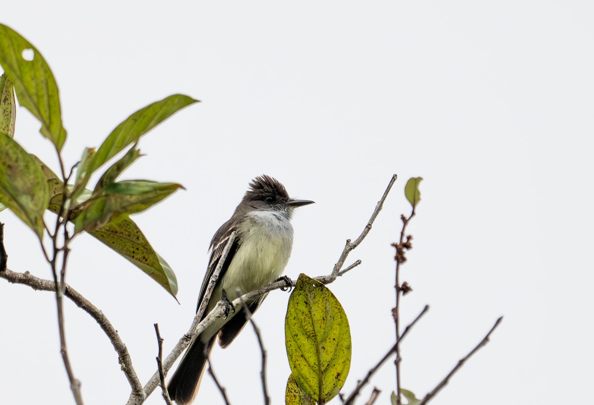 Swainson's Flycatcher - ML622554778