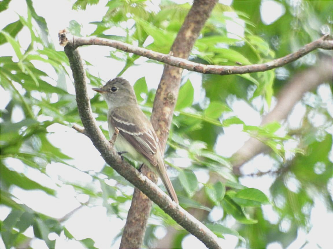 Alder Flycatcher - ML622554785