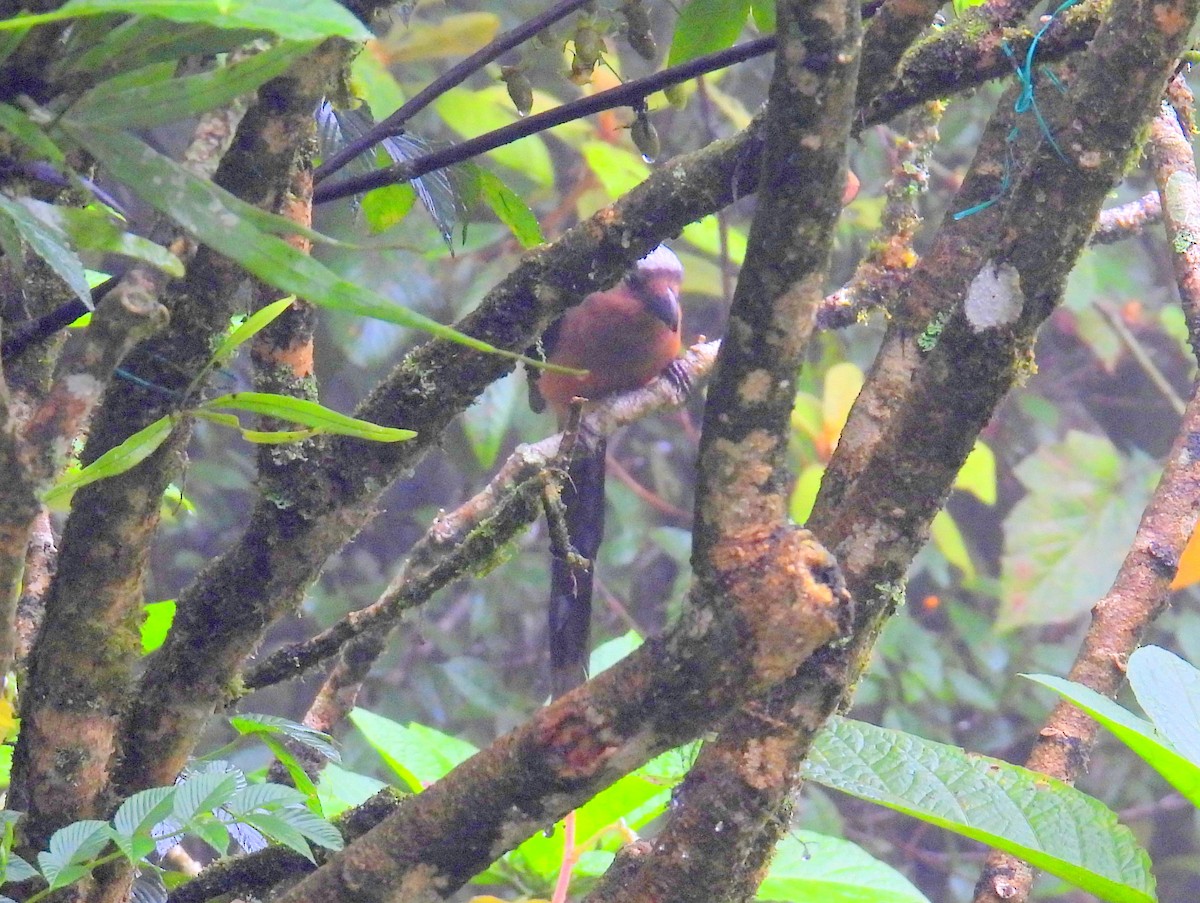 Bornean Treepie - ML622554792