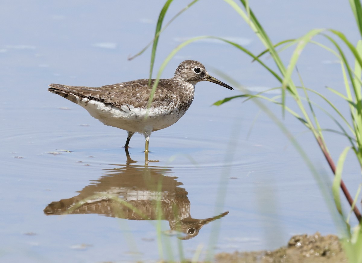 Solitary Sandpiper - ML622554796