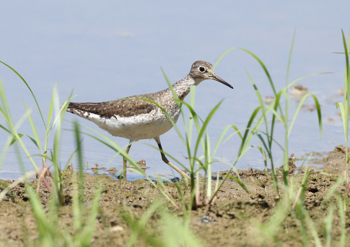 Solitary Sandpiper - ML622554799