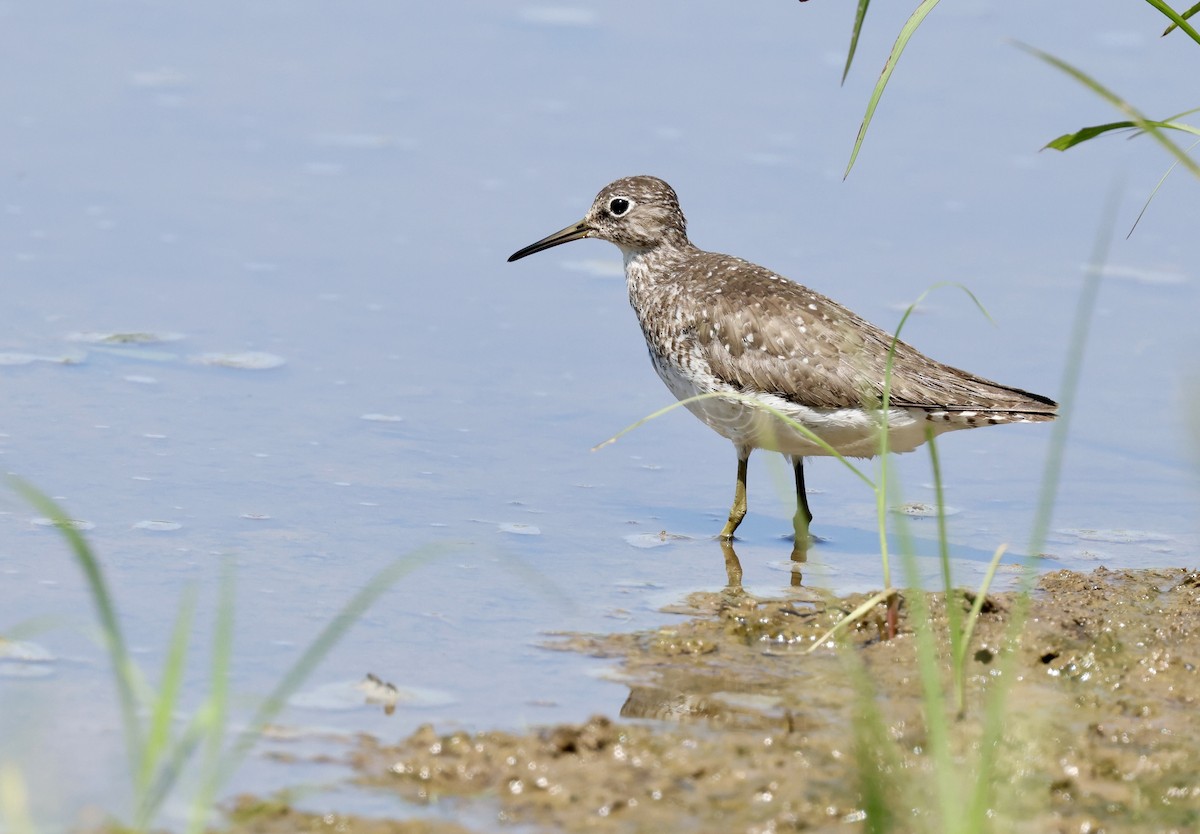 Solitary Sandpiper - ML622554800