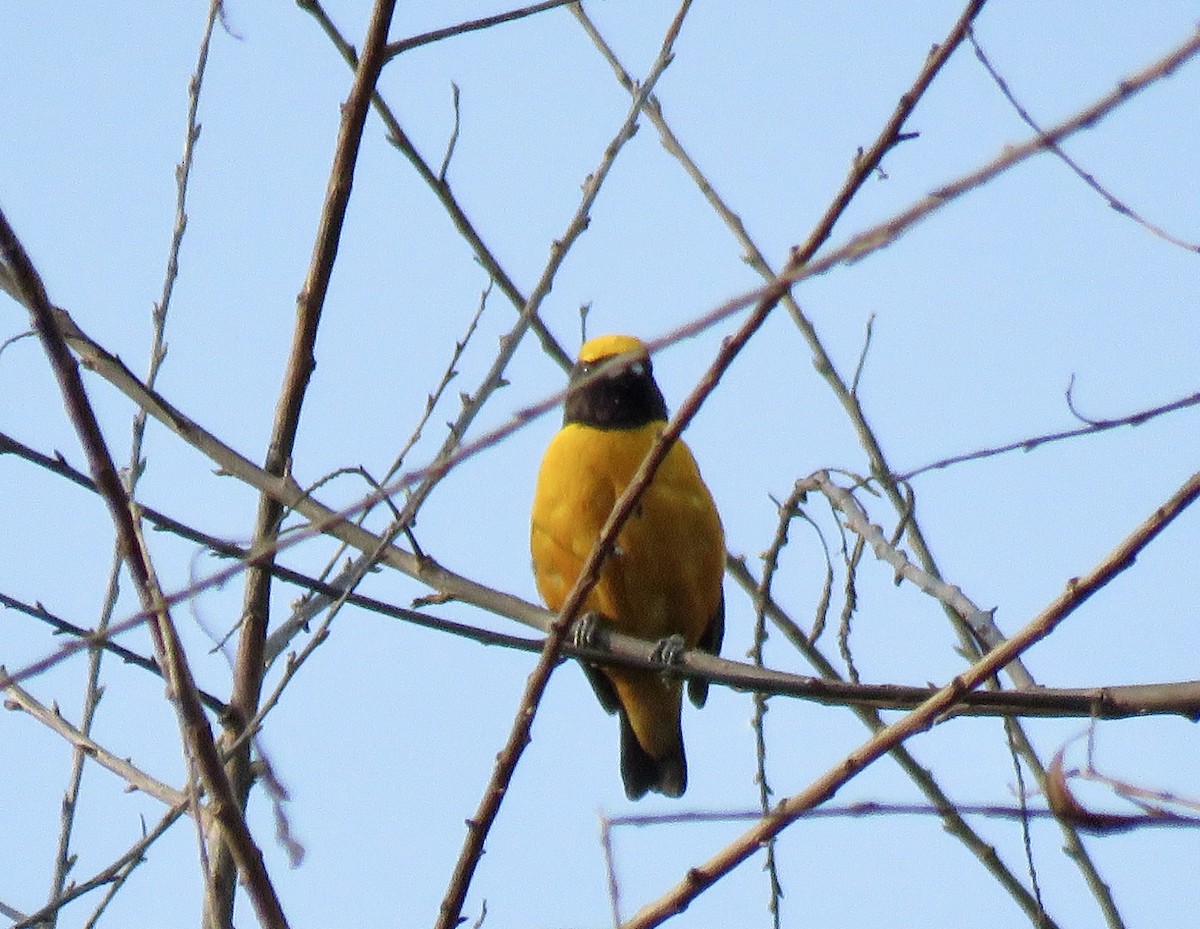 Orange-crowned Euphonia - ML622554814