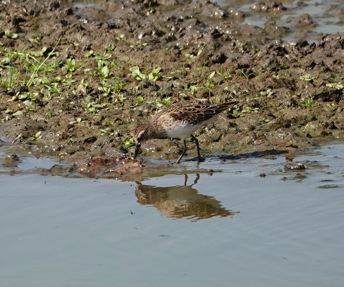 Least Sandpiper - ML622554837