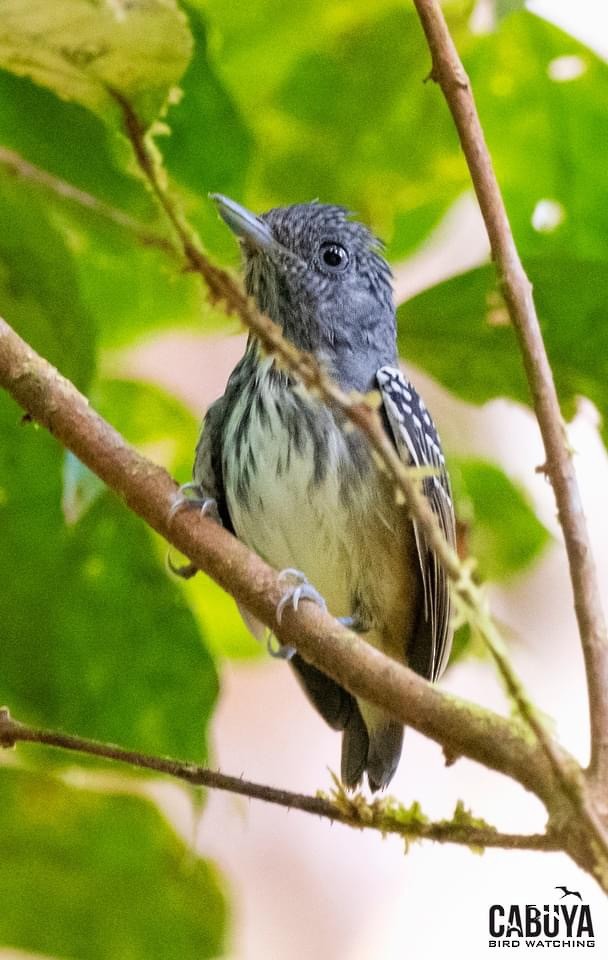 Streak-crowned Antvireo - ML622554892