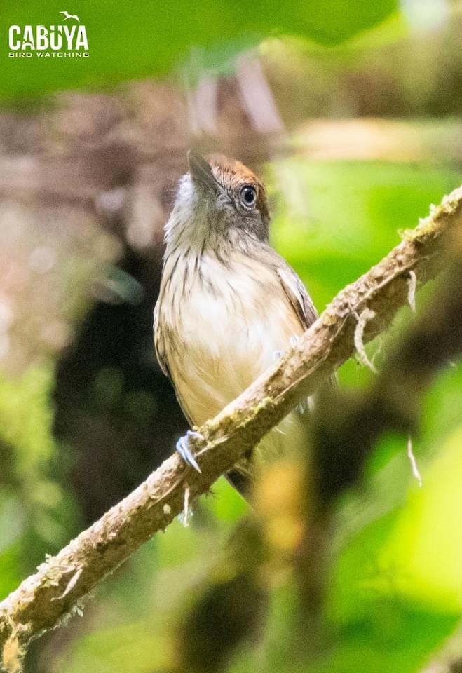 Streak-crowned Antvireo - Wilfredo Villalobos