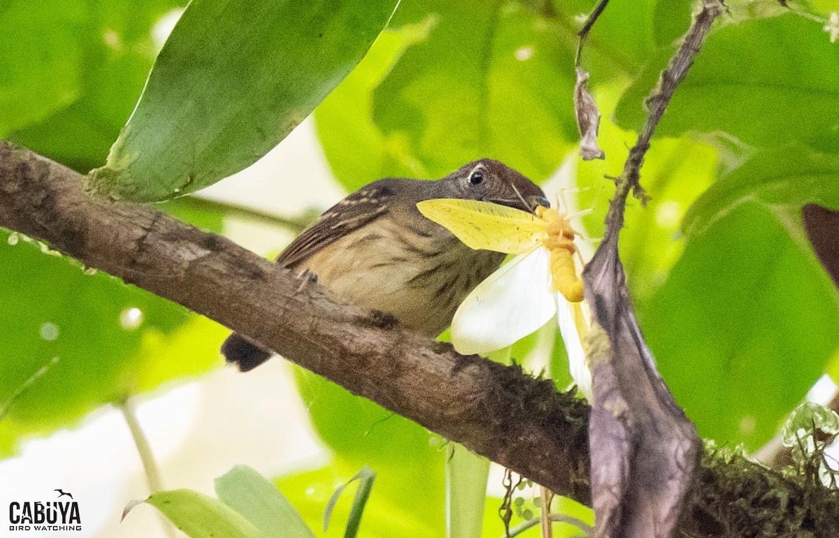 Streak-crowned Antvireo - ML622554894