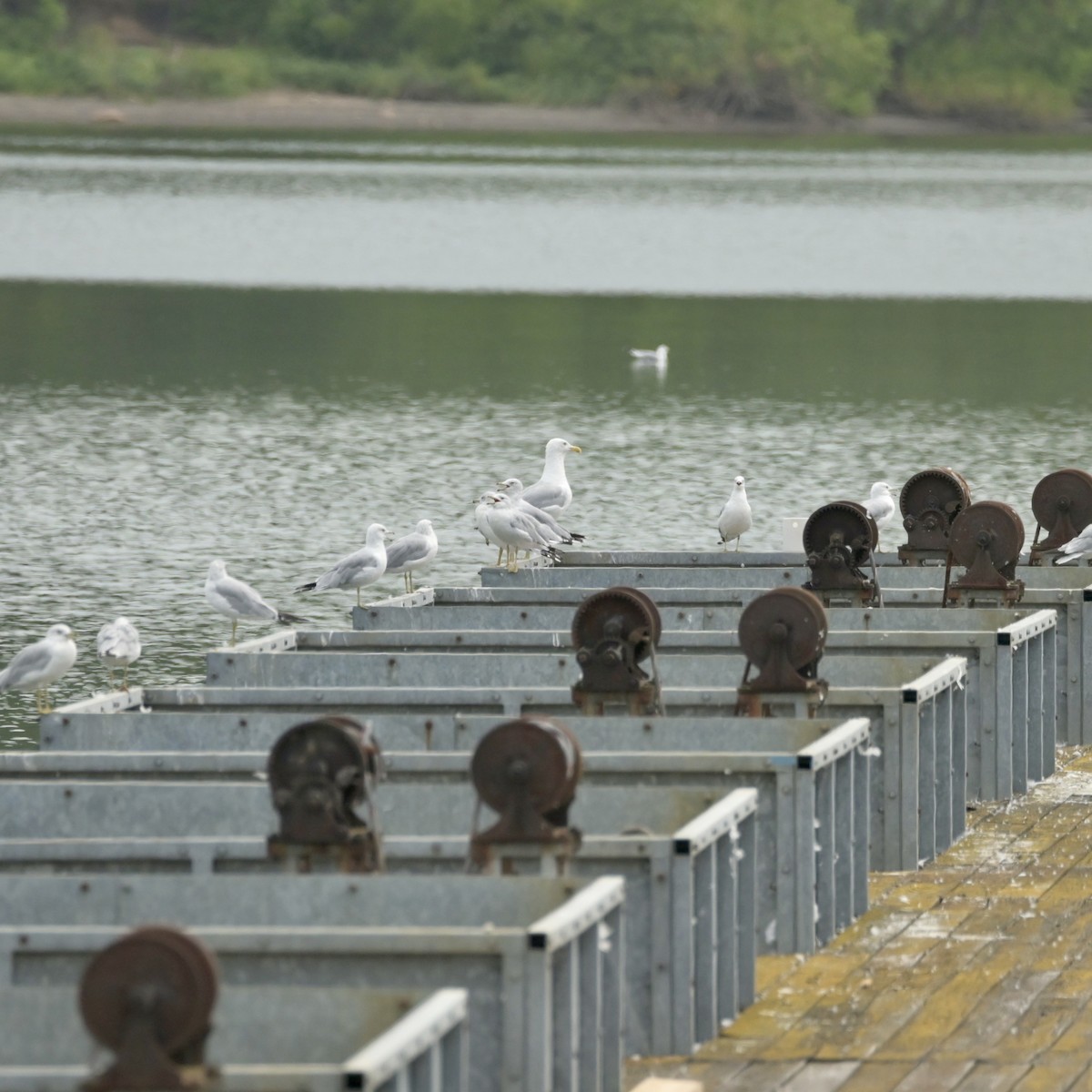 Herring Gull (American) - ML622555041