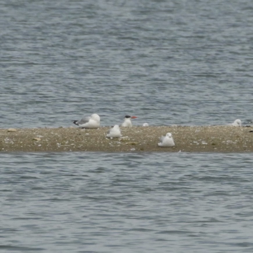 Caspian Tern - ML622555072