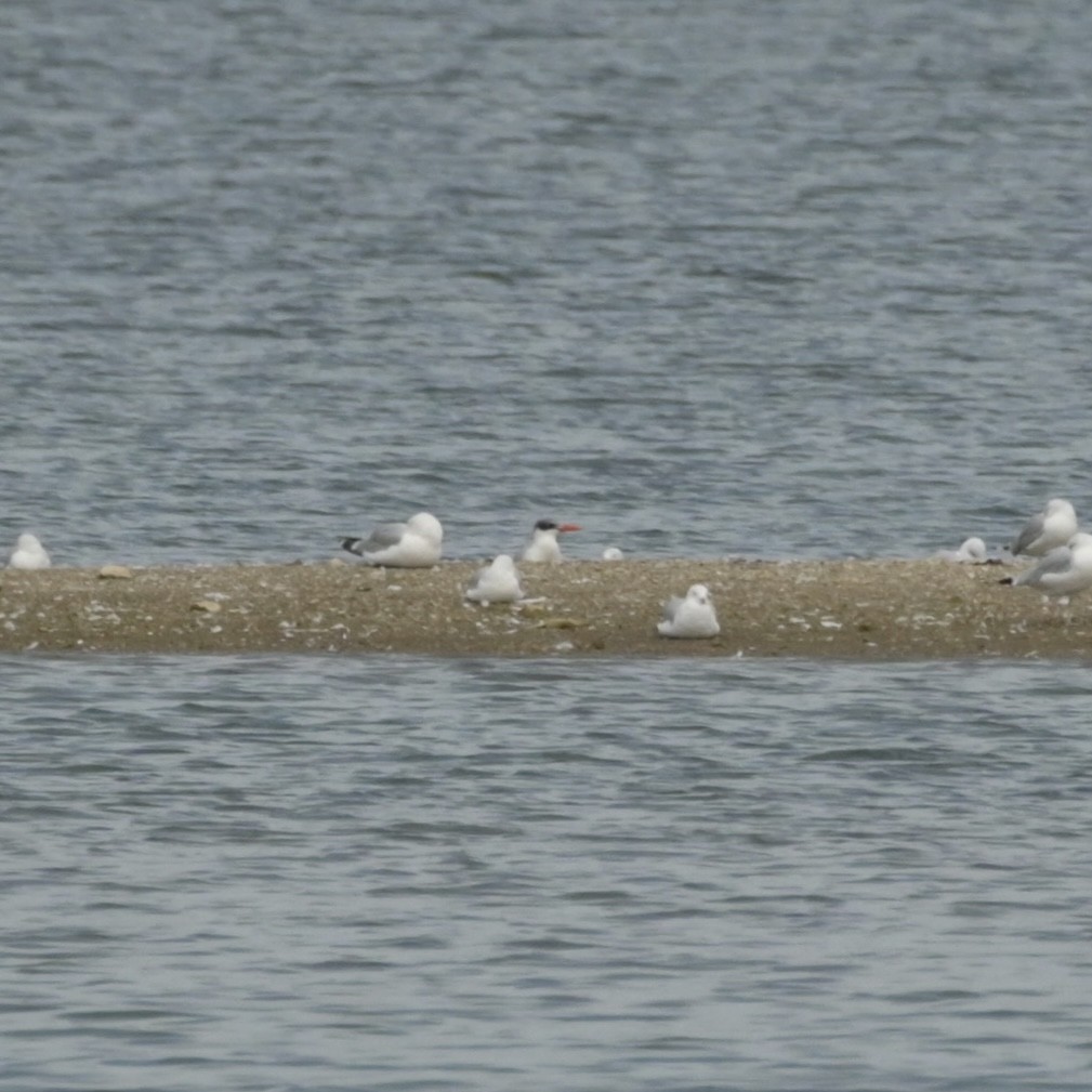 Caspian Tern - ML622555073