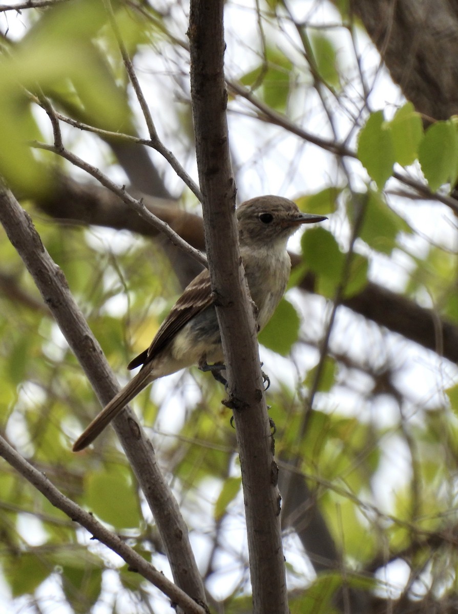 Gray Flycatcher - ML622555175
