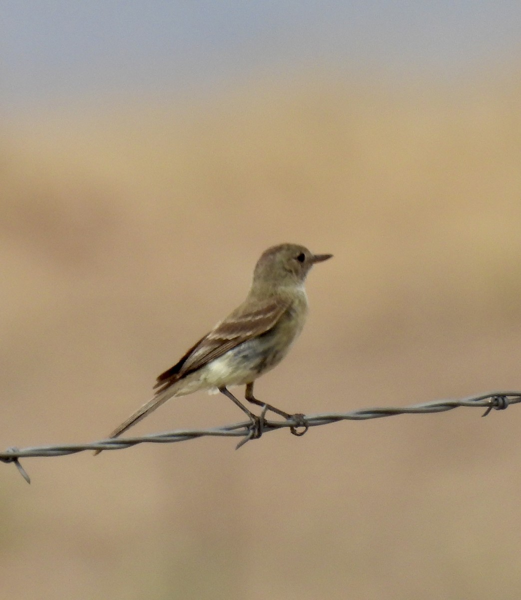 Gray Flycatcher - ML622555176