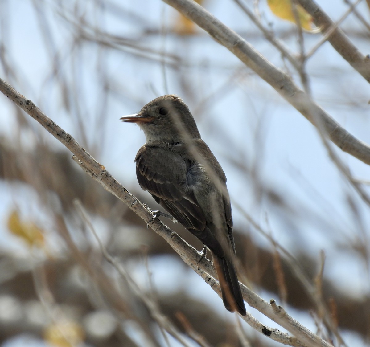 Western Wood-Pewee - ML622555202