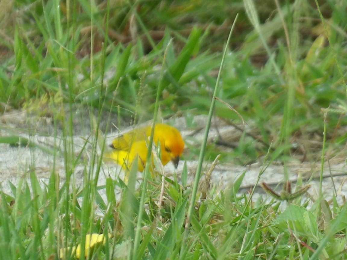 Saffron Finch (Saffron) - ML622555350