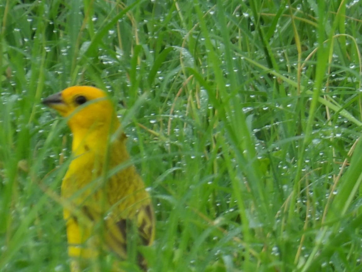 Saffron Finch (Saffron) - ML622555351