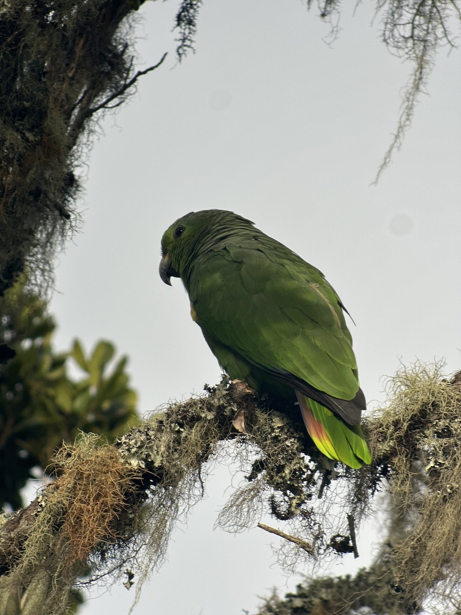 Scaly-naped Parrot - ML622555404