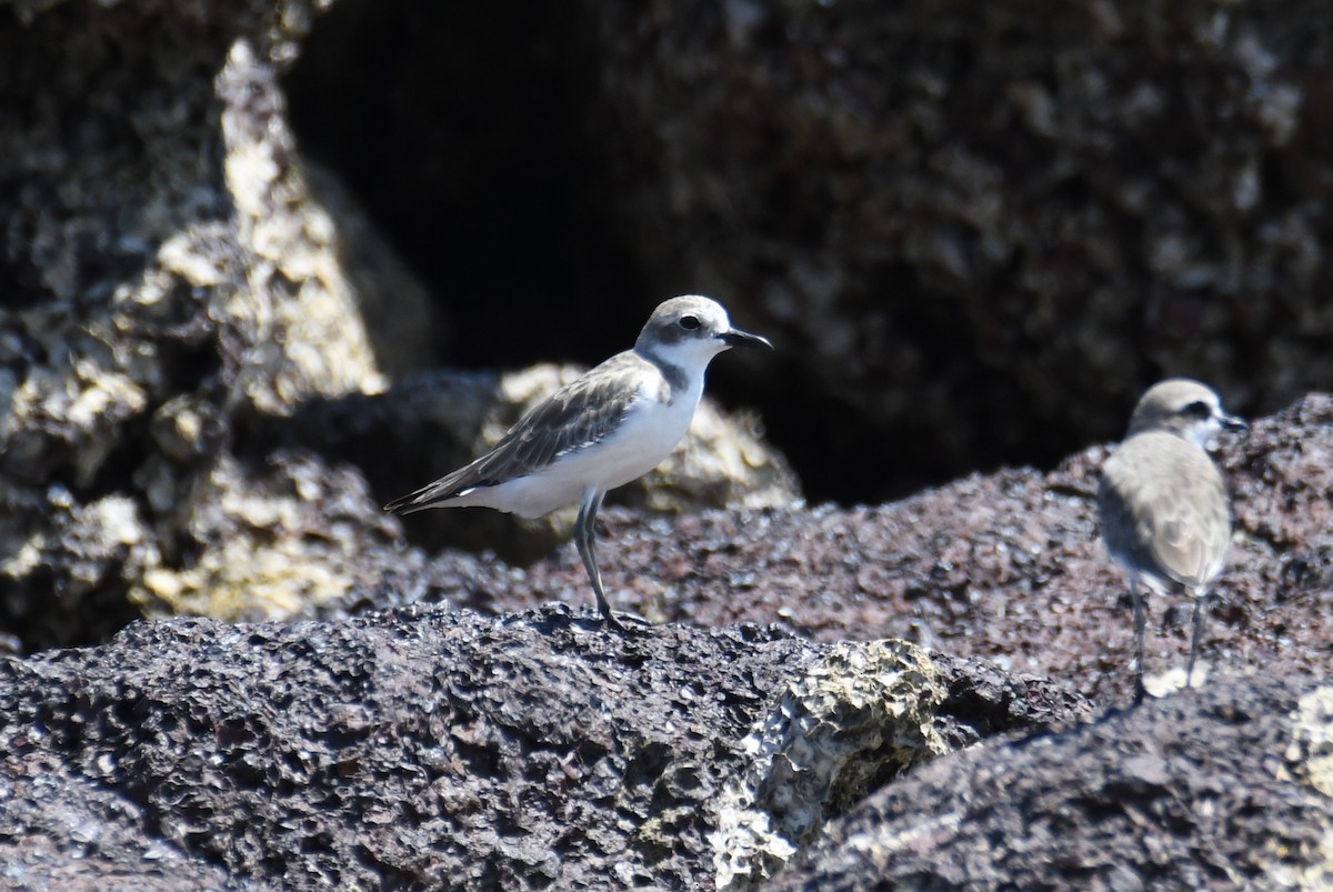 Greater Sand-Plover - ML622555416