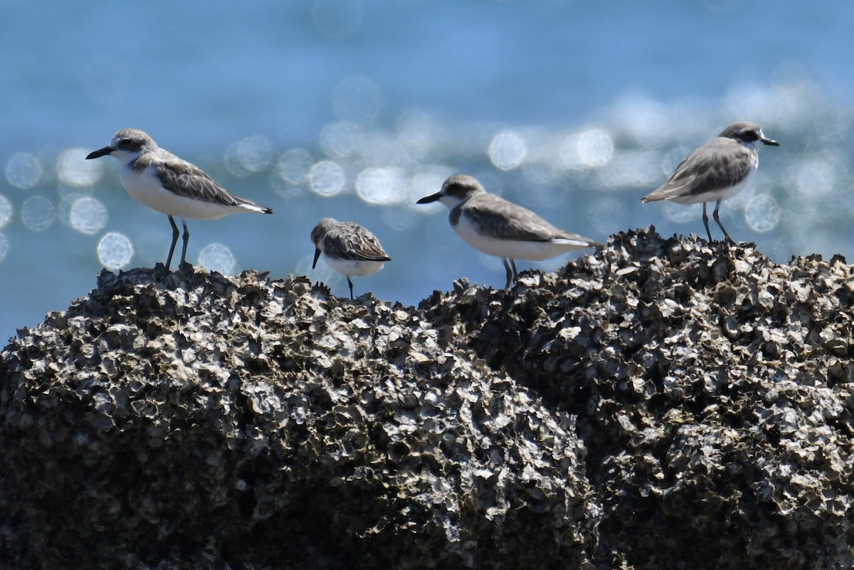 Greater Sand-Plover - Colin Dillingham