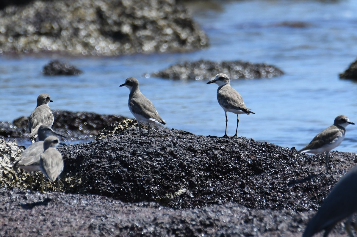 Greater Sand-Plover - ML622555418