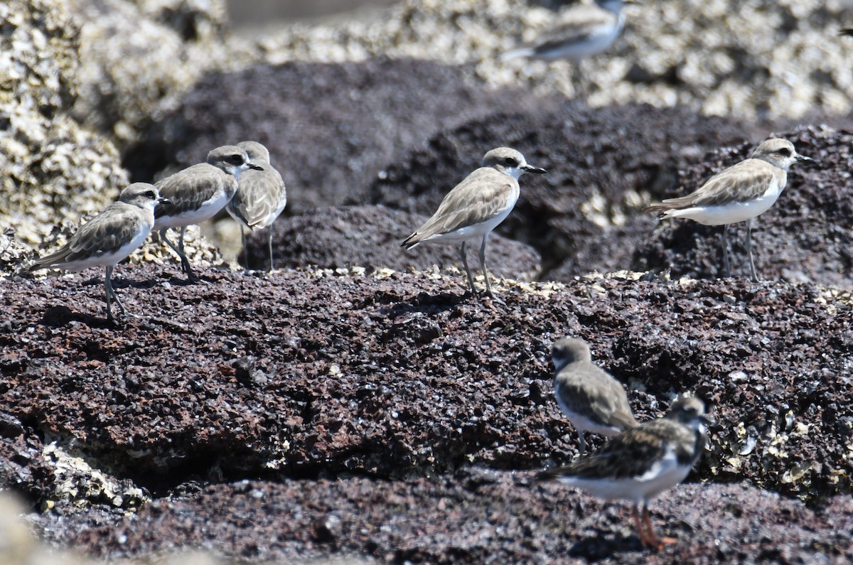 Greater Sand-Plover - ML622555419