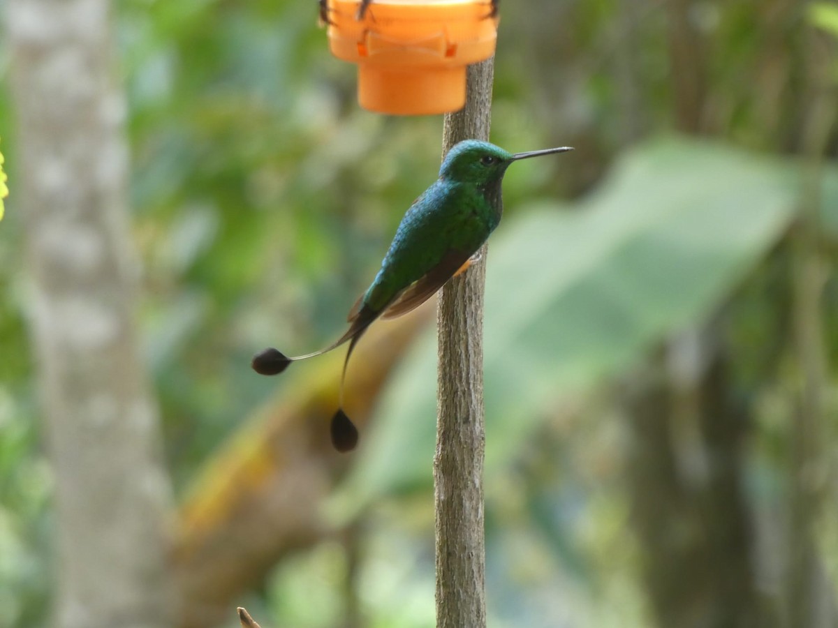 Rufous-booted Racket-tail (Anna's) - ML622555422