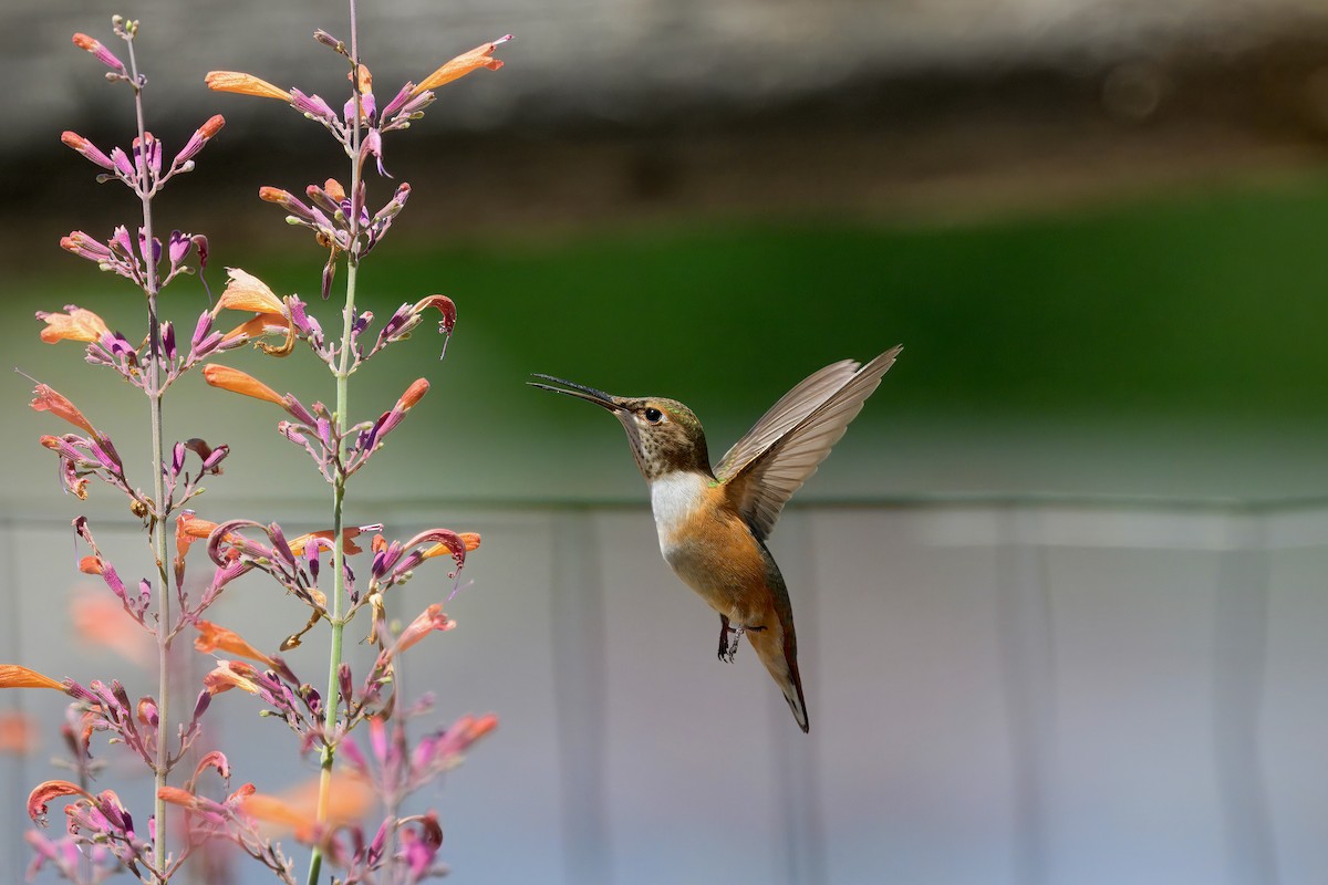 Rufous Hummingbird - ML622555426