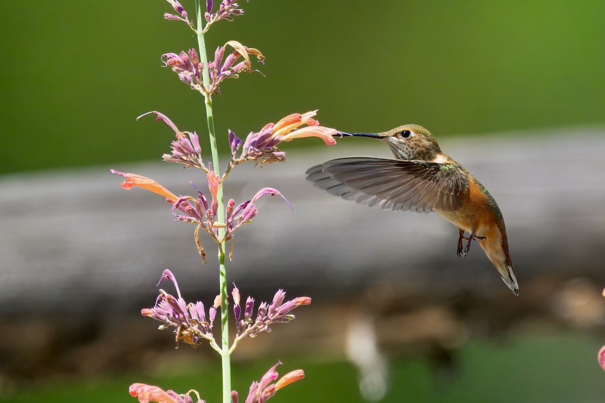 Rufous Hummingbird - ML622555428